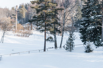 Trees in the park or the woods in winter snow