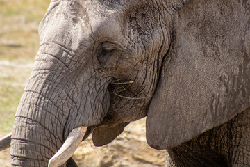 African elephant