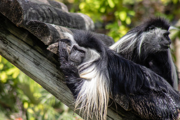 Obraz premium Angolan colobus monkey