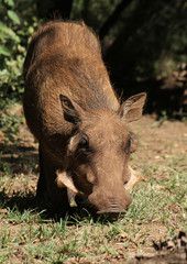 Warthog in South African national park