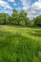 Obraz premium Spring meadow