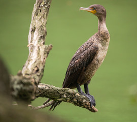 Double-crested cormorant poses in front of park pond