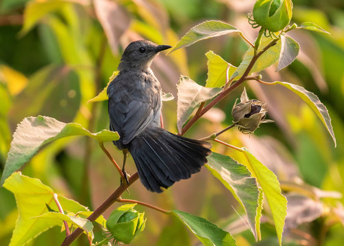 Gray catbird strikes a pose in city park