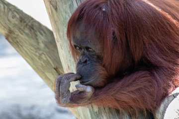 Bornean orangutan © Suzanna