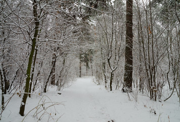 Winter forest in the snow. Trees and bushes in the snow. Snow on the branches of trees. Frosty, winter forest.