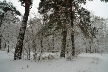 Winter forest in the snow. Trees and bushes in the snow. Snow on the branches of trees. Frosty,...