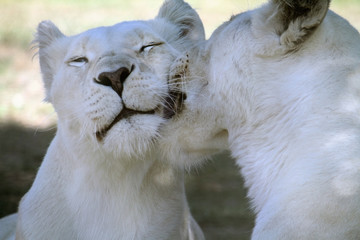 Fototapeta premium Young lion couple with white fur grooming in the shade