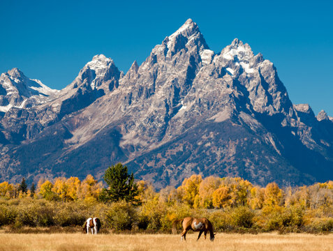Tetons and Horses
