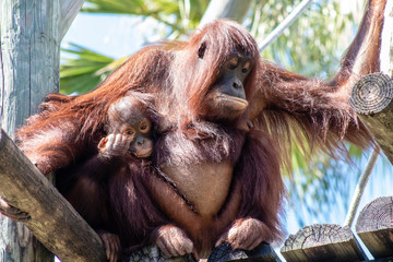 Mother and baby bornean orangutan © Suzanna