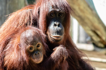 Mother and baby bornean orangutan © Suzanna