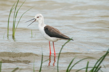 Black-winged stilt (Himantopus himantopus) bird in Sri Lanka.
