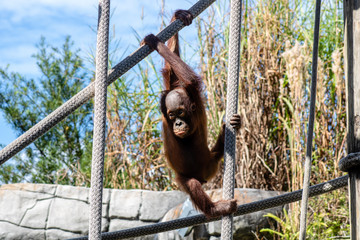Baby bornean orangutan