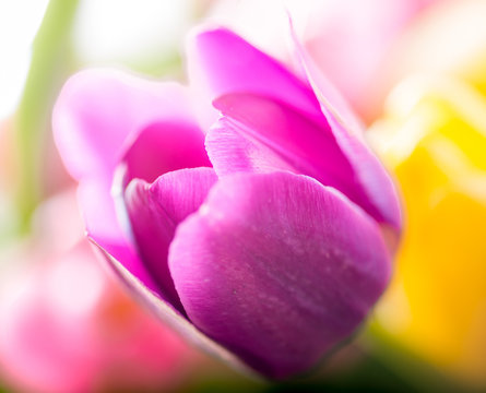 Tulip Macro