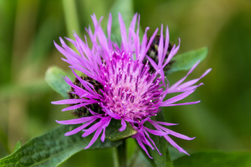 Fiori Campestri