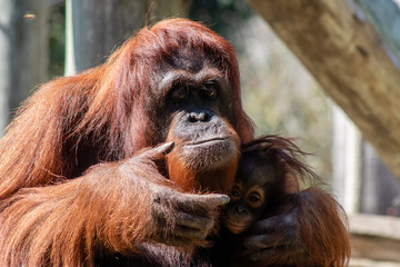 Mother and baby bornean orangutan © Suzanna