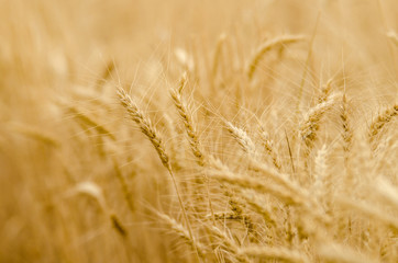 Wheat Sepia