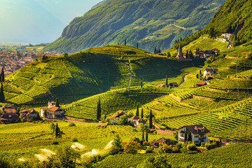 Vineyards view in Santa Maddalena Bolzano. Trentino Alto Adige Sud Tyrol, Italy. - obrazy, fototapety, plakaty