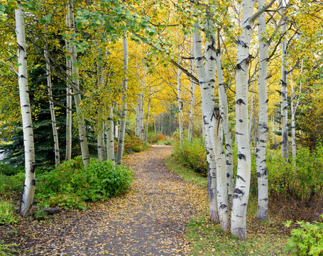 Autumn Aspen Trail