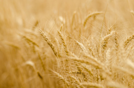 Wheat Sepia