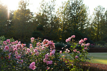 Pink roses in flower garden against the sunset sky (spring or summer floral background)