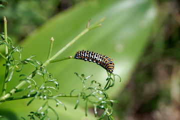 Raupe des Schwalbenschwanz - Papilio machaon