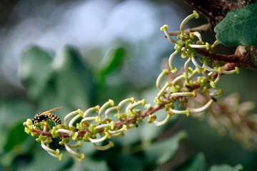 Johannisbrotbaum (Ceratonia siliqua), weibliche Blüten