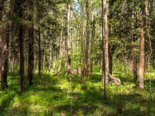 The edge of the forest with the growing trees on a sunny summer day