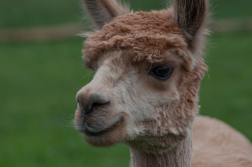 brown alpaca portrait