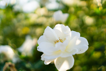 Obraz premium White roses in flower garden against the sunset sky (spring or summer floral background)