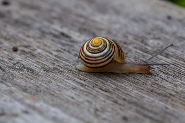 land snail on it's way
