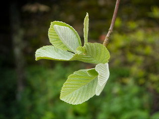 budding leaves in spring