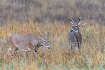 Wild Deer on the High Plains of Colorado