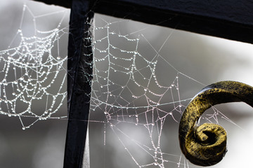 Spider web with raindrops  on metal forged construction