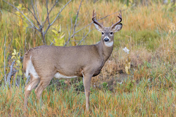 Wild Deer on the High Plains of Colorado