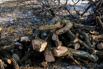 Gardening. Pruning fruit trees in winter. A pile of firewood.