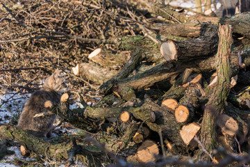 Gardening. Pruning fruit trees in winter. A pile of firewood.