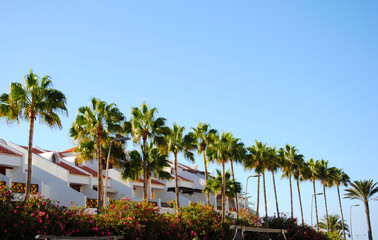 houses with palms nearby on Tenerife, one of the canary islands