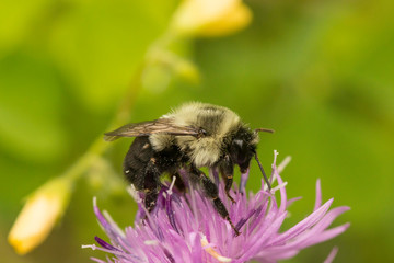 Bumble bee on a thistle flower