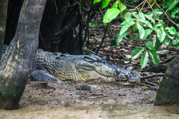 Crocodile lurking on the mud banks of the river Kinabatangan. Borneo. Malaysia.