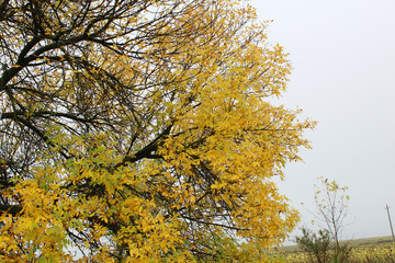 yellow tree in autumn