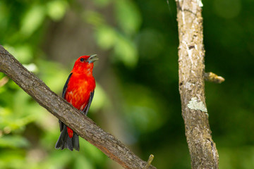 Scarlet tanager - Piranga olivacea
