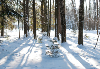 Winter landscape in the park