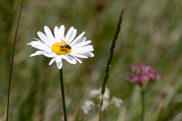 Obraz premium Flora tipica, Piani d'Erna, Lombardia