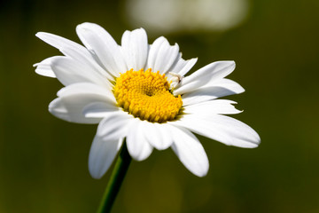 Obraz premium Flora tipica, Piani d'Erna, Lombardia