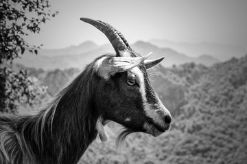 Fauna tipica, Piani d'Erna, Lombardia