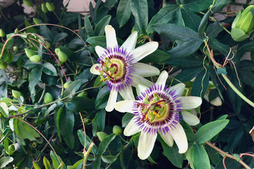 Passionflower varieties 'Lady Margaret' - a flower in the rainforest