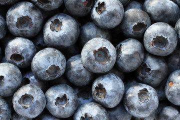 Fresh ripe great bilberry  - food background