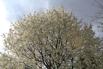 tree bloomed
