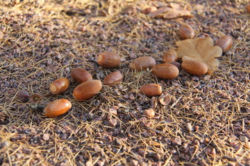 Autumn. Landscape. A few acorns lying with an oak leaf on pine needles under sunlight 