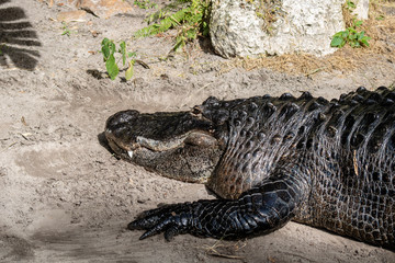 American alligator